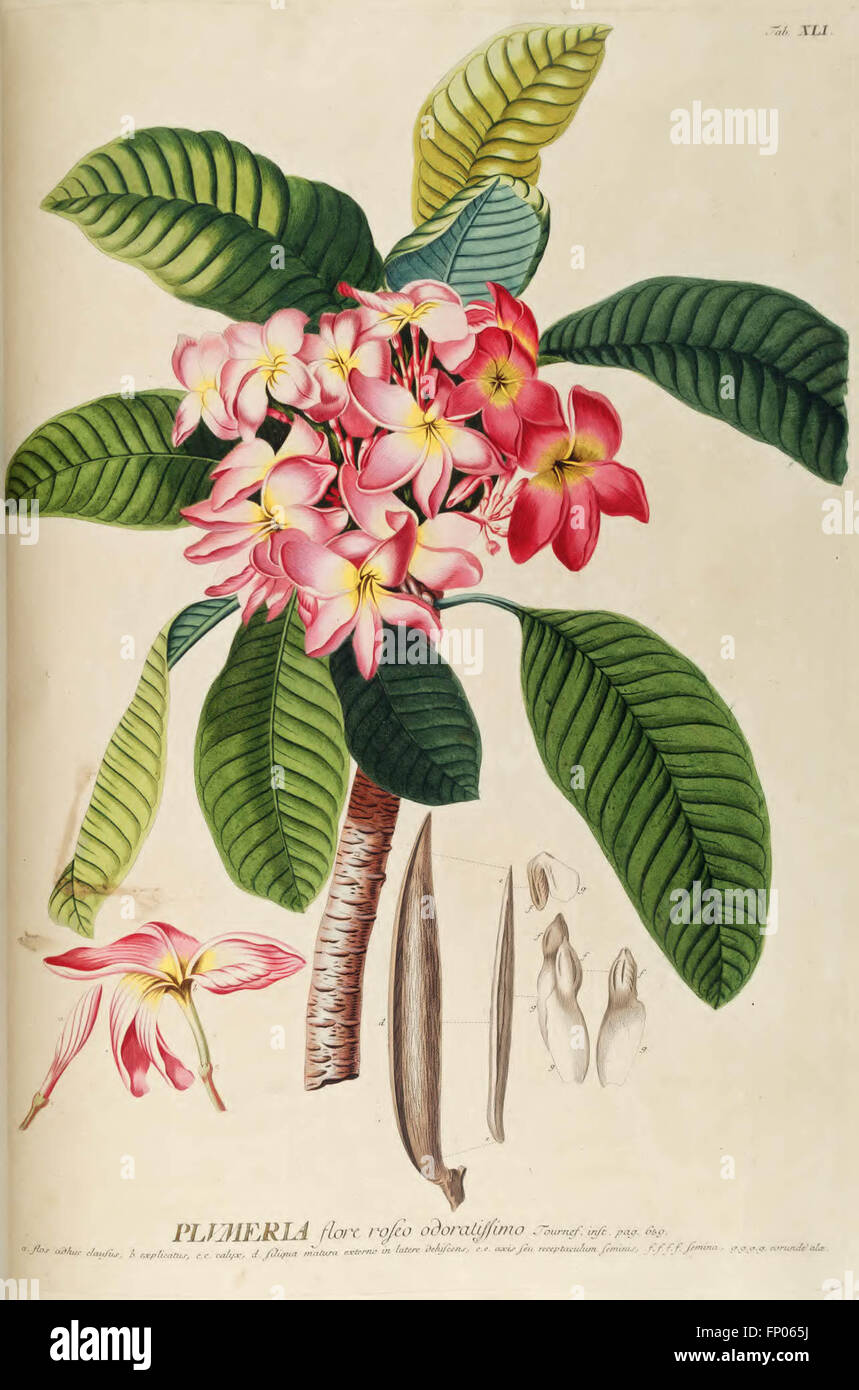 Plantae Selectae Quarum vorstellt n. Exemplaria Naturalia Londini, in Hortis Curiosorum Nutritamanu Artificiosa Doctaque Pinxit G Stockfoto