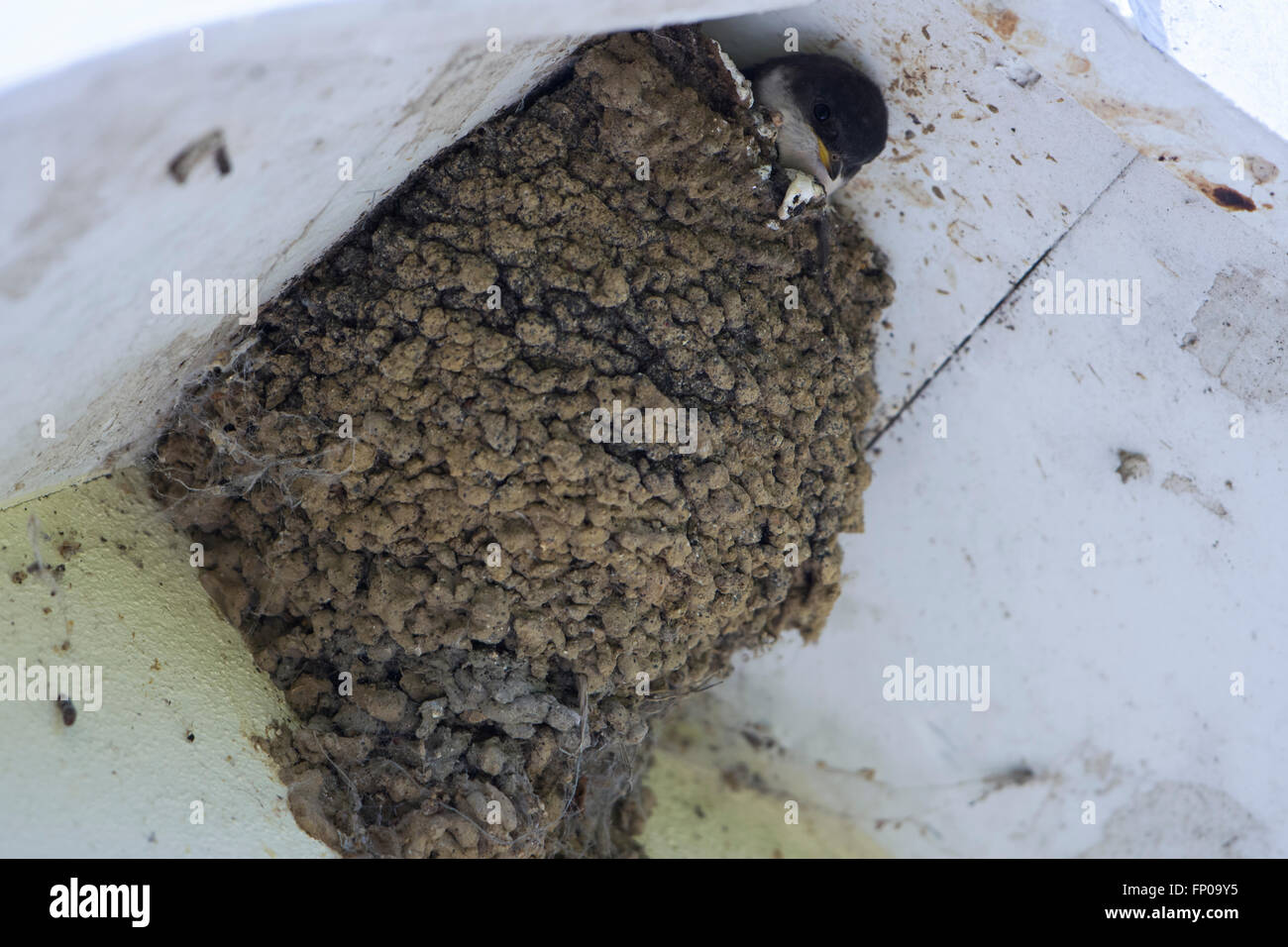 Eine Mehlschwalbe (Delichon Urbicum) besucht das Nest unter dem Dach eines Hauses, wo ein junger Vogel aus seinem Kopf steckt. Stockfoto