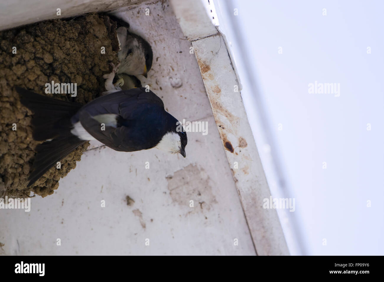 Eine Mehlschwalbe (Delichon Urbicum) besucht das Nest unter dem Dach eines Hauses, wo ein junger Vogel aus seinem Kopf steckt. Stockfoto