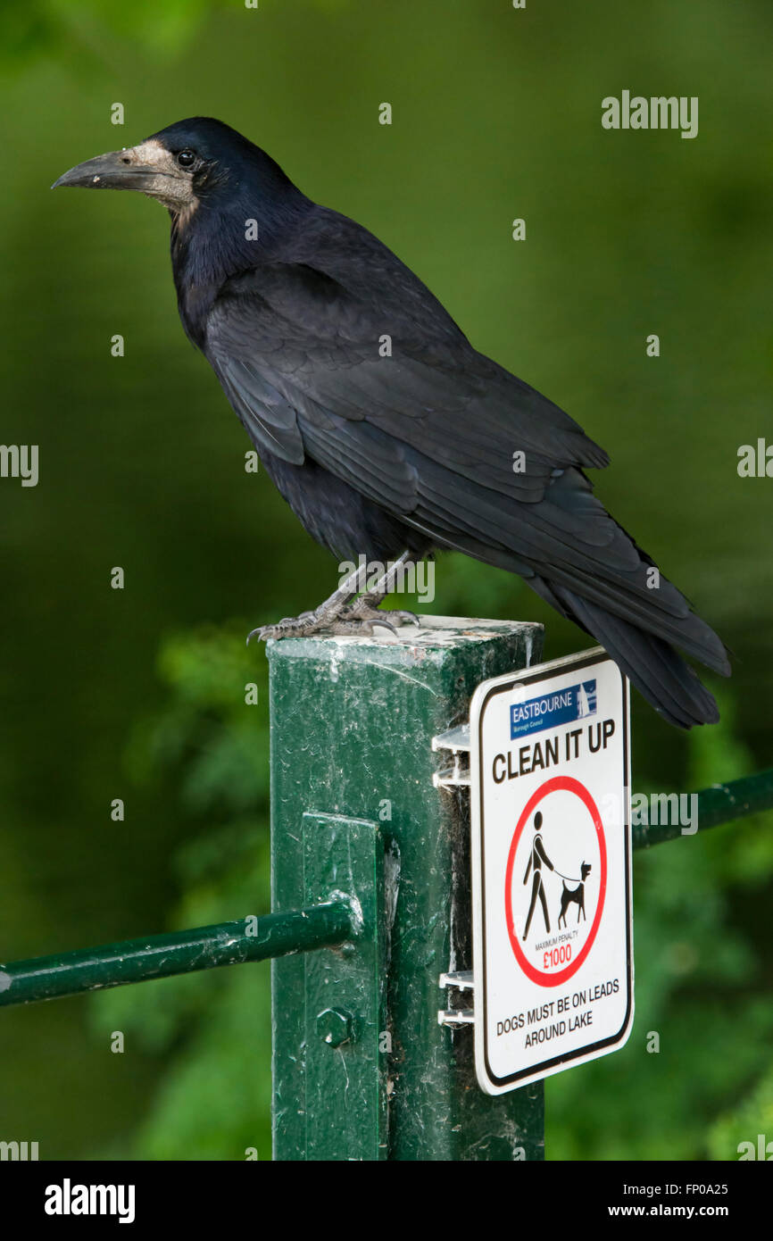 Ein Erwachsener Rook (Corvus Frugilegus) thront auf einem Zaunpfahl mit einem Schild "Aufräumen" im Hampden Park, Eastbourne, East Sussex. Stockfoto