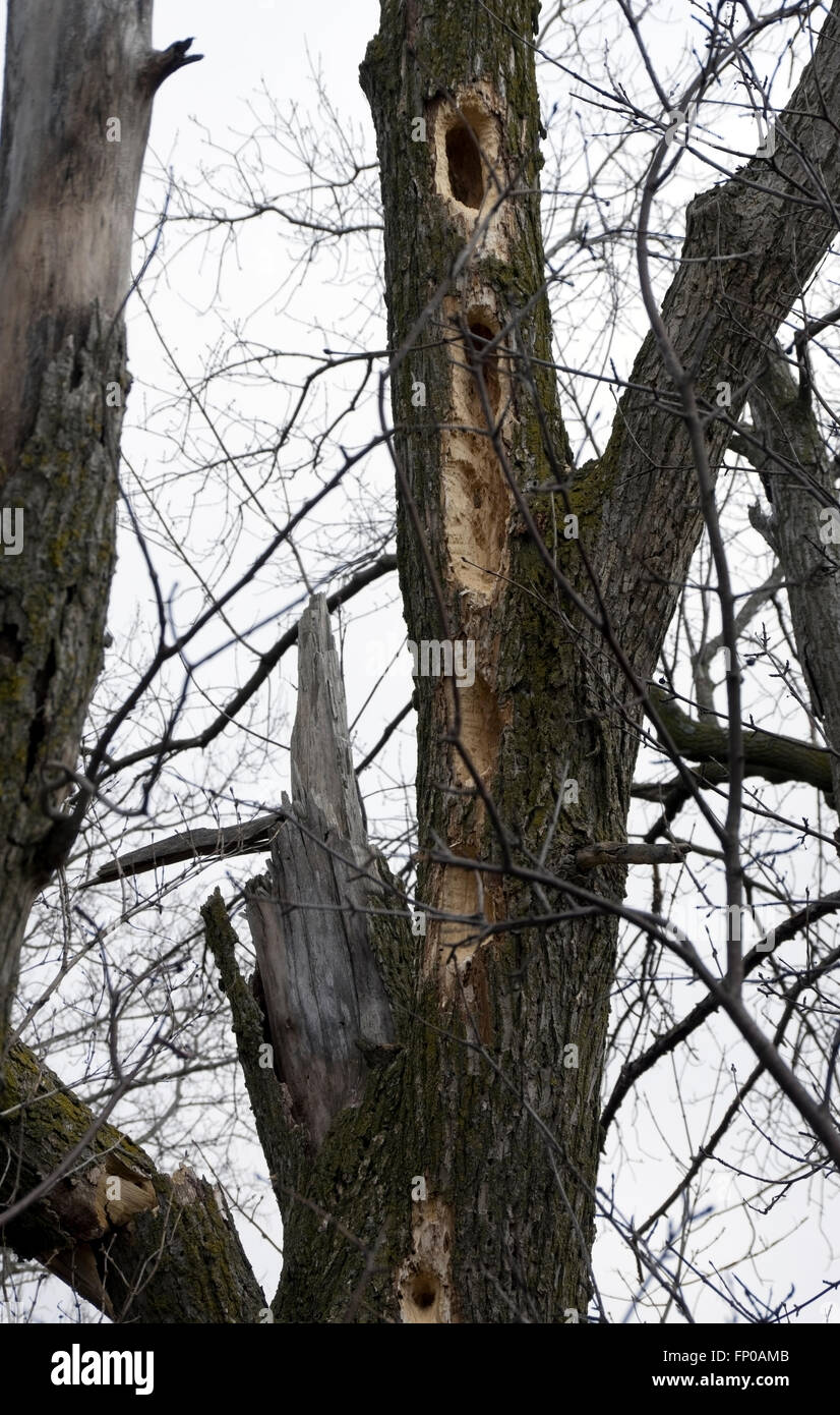 Löcher von Helmspecht, Dryocopus Pileatus auf der Suche nach Insekten im toten Baum ausgegraben Stockfoto