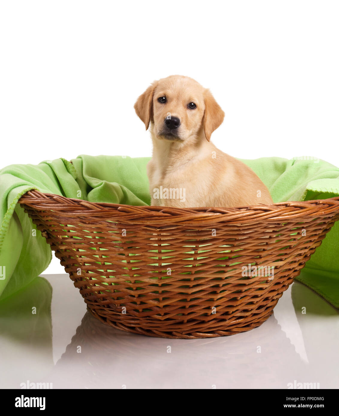 Labrador Retriever Welpen Stockfoto