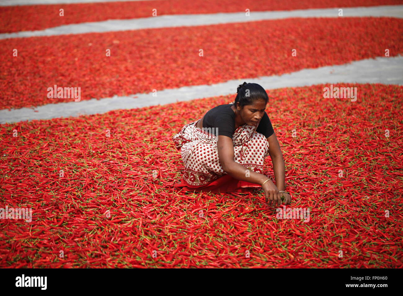 Dhaka, Dhaka, Bangladesh. 3. März 2016. 3. März 2016 Bogra, Bangladesch - eine Frau Arbeit in eine rote Chilischote trocknen Fabrik unter der Sonne in der Nähe von Jamuna River in Bogra. Viele Frauen kommen aus verschiedenen Char (Flussinsel), weil sie viele Option den Grund des Klimawandels funktioniert nicht. Das Leben ist sehr hart am Flussufer Menschen in Bangladesch. In dieser Fabrikarbeit jeden Tag eine Frau verdienen fast USD $1 (BD Taka 75) nach 10 Stunden arbeiten. Großteil der Chili stammt aus der Char-Insel und dies die wichtigste Einnahmequelle in diesem Bereich Menschen. Jedes Jahr Menschen kämpfen mit Flusserosion und Hochwasserschutz in diesem Bereich. Stockfoto