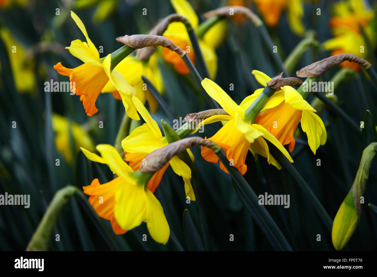 London, Großbritannien 17. März 2016. Narzissen im Norden Londons Credit: Dinendra Haria/Alamy Live-Nachrichten Stockfoto