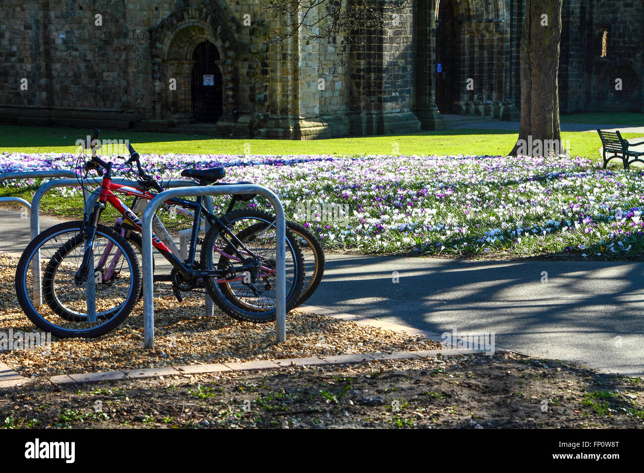 Leeds, UK. 17. März 2016. Der Krokus standen in voller Blüte an einem schönen sonnigen Frühling Mitte Nachmittag Tag Kirkstall Abbey, in der Nähe von Leeds, West Yorkshire. Aufgenommen am 17. März 2016. Bildnachweis: Andrew Gardner/Alamy Live-Nachrichten Stockfoto