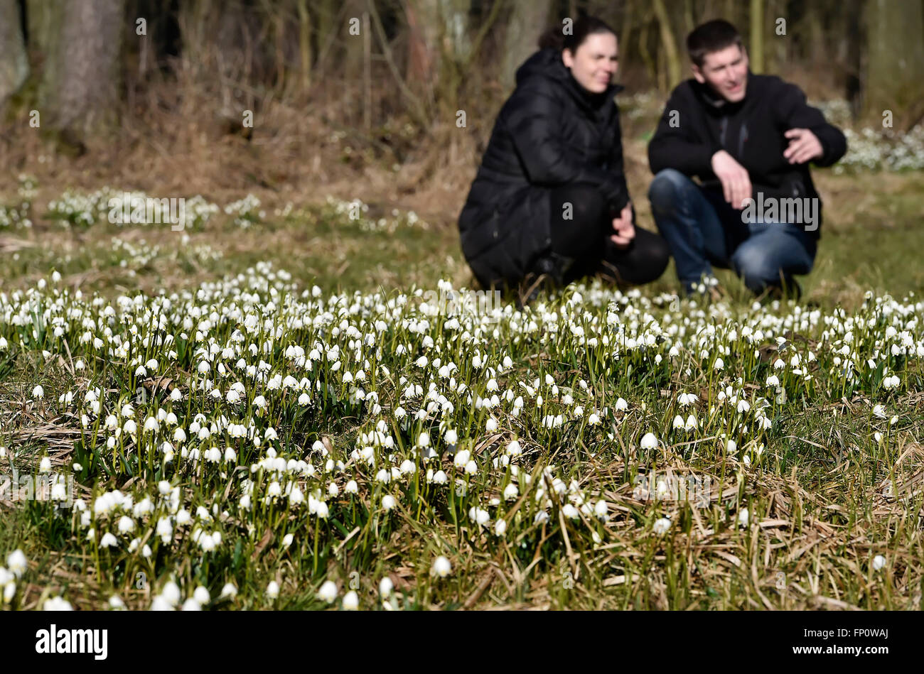 Aushauchen, Tschechische Republik. 17. März 2016. Frühling Schneeflocken (Leucojum Vernum) blühen massiv in der Egerer Wiese, in der Nähe von Havlickuv Brod, Vysocina Region, Tschechische Republik, am 17. März 2016. Der Ort gehört zum Natura-2000 - europäische Naturschutzgebiete. © Lubos Pavlicek/CTK Foto/Alamy Live-Nachrichten Stockfoto