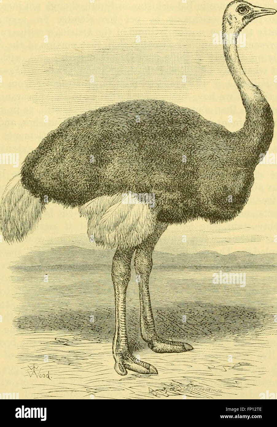 Ein Wörterbuch der Vögel (1893) Stockfoto