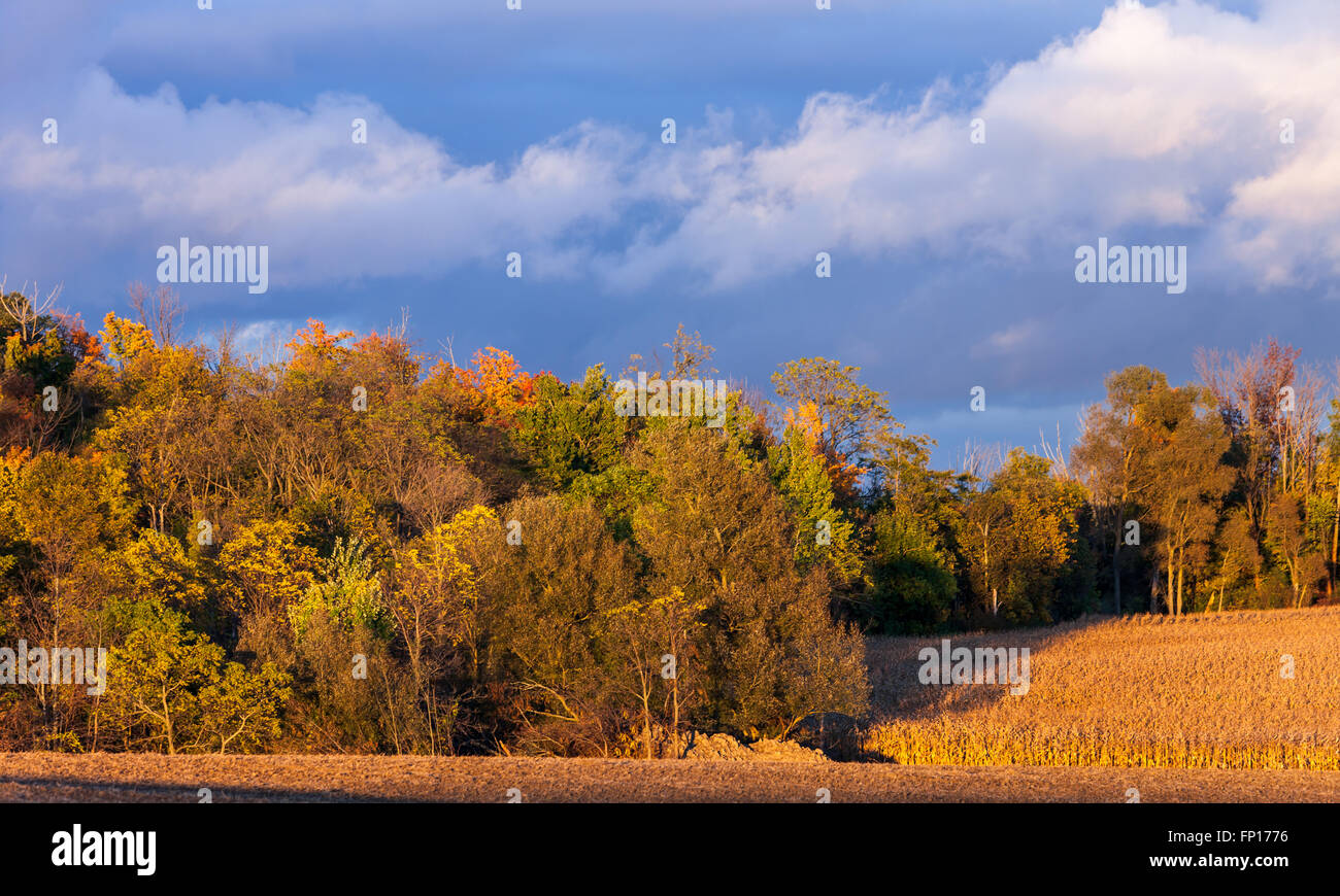 Eine horizontale Landschaftsbild zeigt die goldene Herbst-Farben des Herbstes in Südwest-Ontario, Kanada. Stockfoto