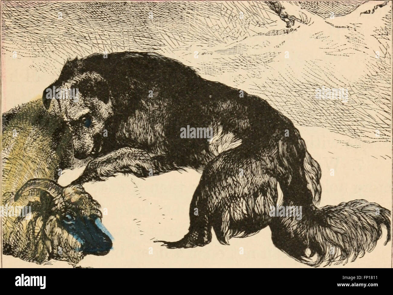 Buch von Katzen und Hunden und anderen Freunden, für kleine Leute (1885) Stockfoto