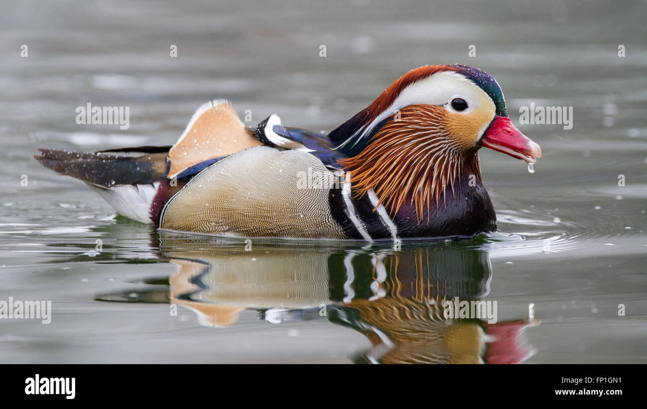 Ein Mandarin Ente durch einen Teich gleiten. Stockfoto