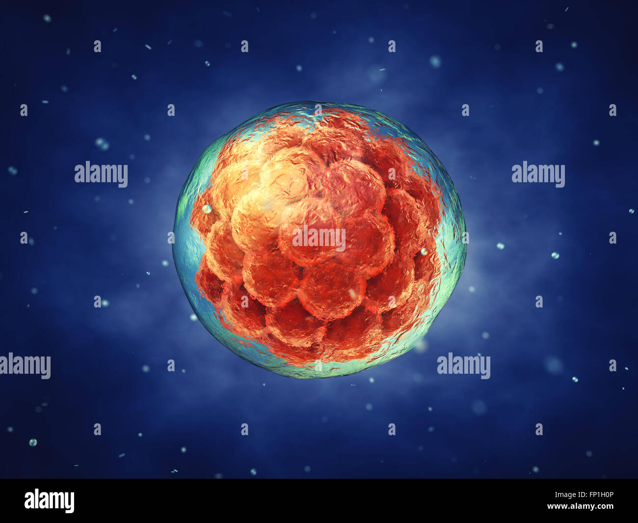 Frühen Stadium Embryos, Stammzellforschung, Embryogenese Stockfoto