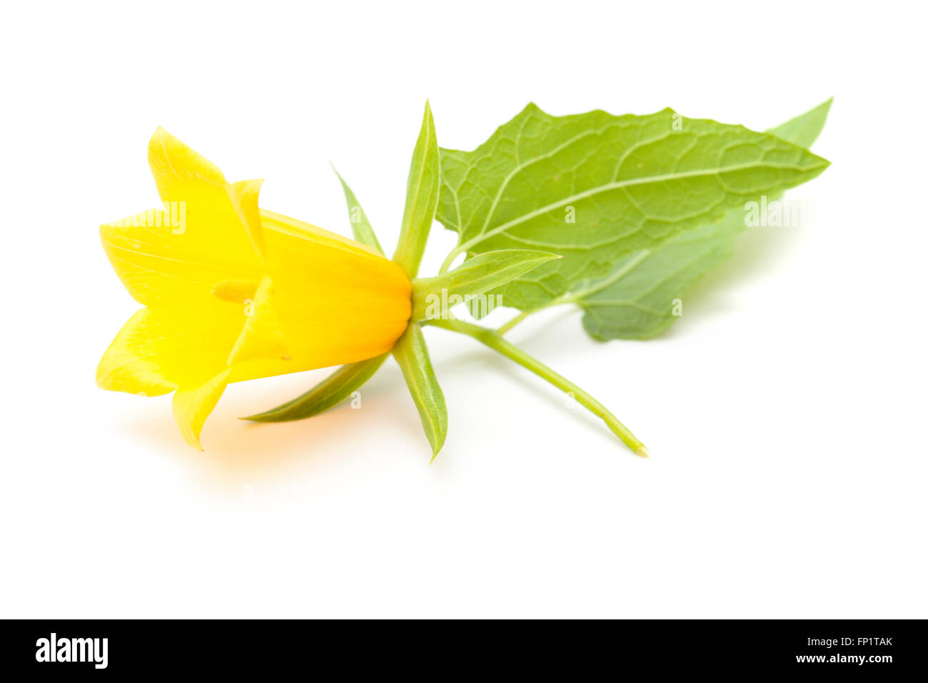 Canarina Canariensis, Kanarischen Glockenblume, endemisch auf den Kanarischen Inseln Stockfoto