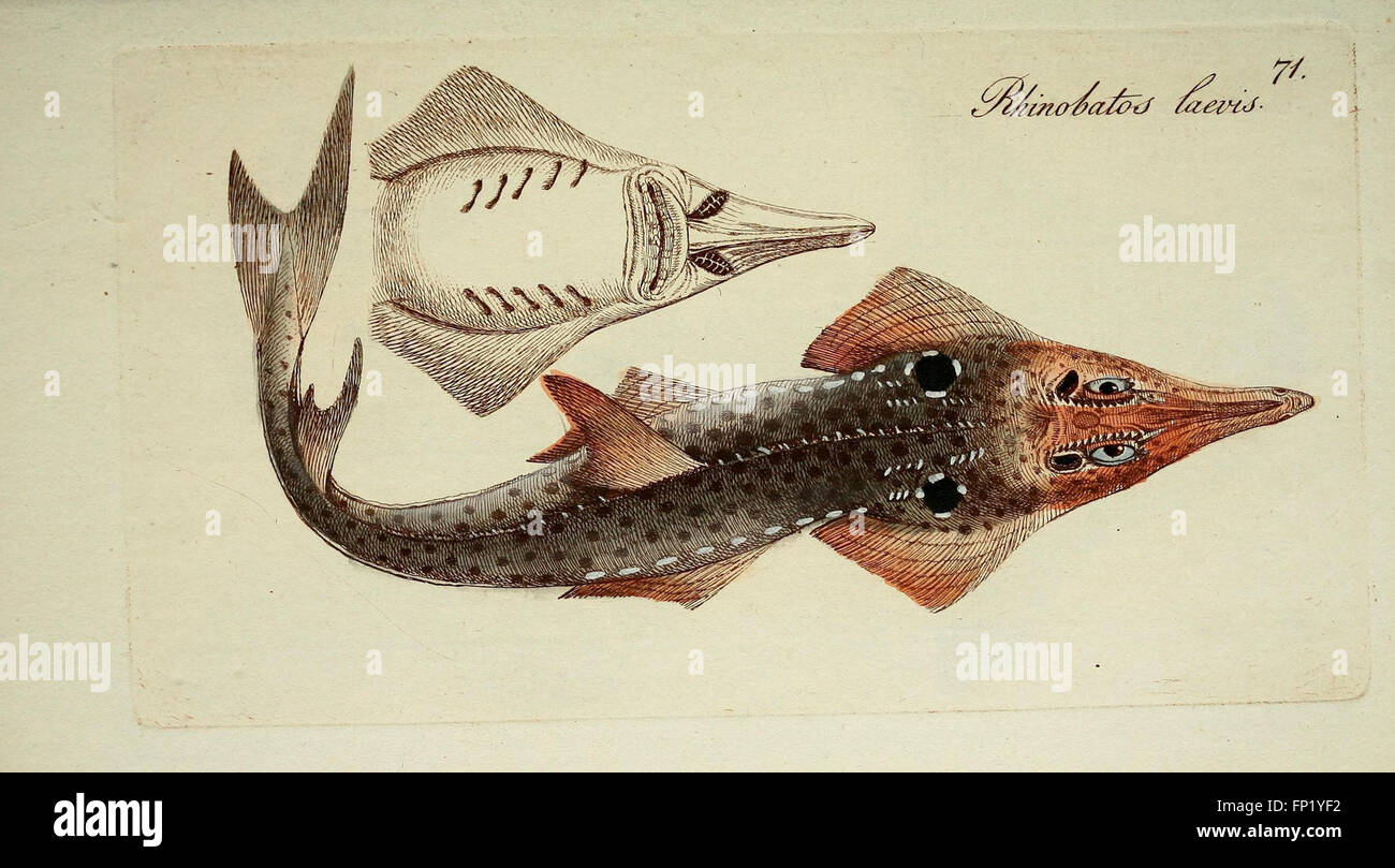 Diese Arbeit zeigt eine detaillierte Darstellung von Fischarten, illustriert mit 71 Platten, und enthält eine Klassifizierung von Fischen aus dem Ichthyologiesystem. Stockfoto