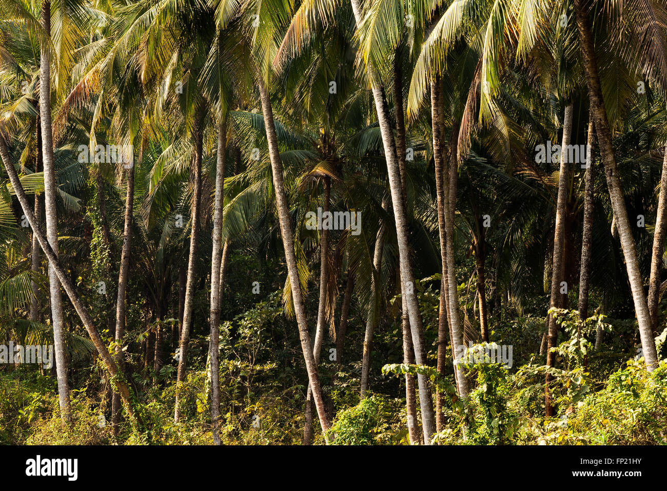 Kokos-Baum-Dschungel Stockfoto