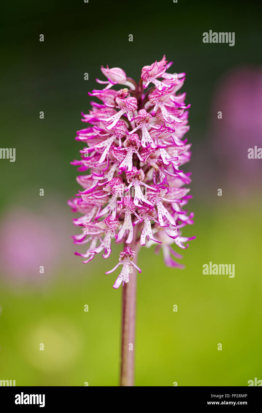 Natürliche Hybride von Lady Orchidee (Orchis Purpurea) und Affe Orchidee (Orchis Simia) mit soft-Fokus-Hintergrund Stockfoto