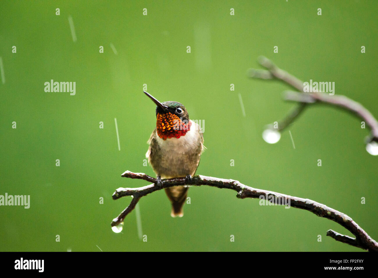 Männliche Kolibri auf Zander im Sommer-Regen-Dusche. Stockfoto