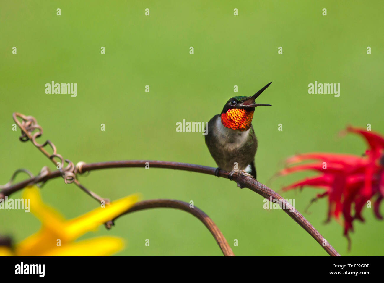 Kolibri mit offenem Schnabel Stockfoto
