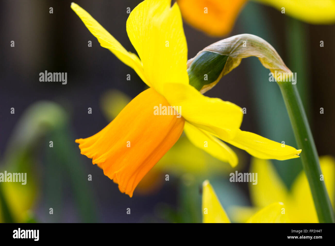 Einzelne Blume der robust, früh blühenden Gruppe kleine kurzgewachsene Cyclamineus Narzisse, Narcissus 'Jetfire' Stockfoto