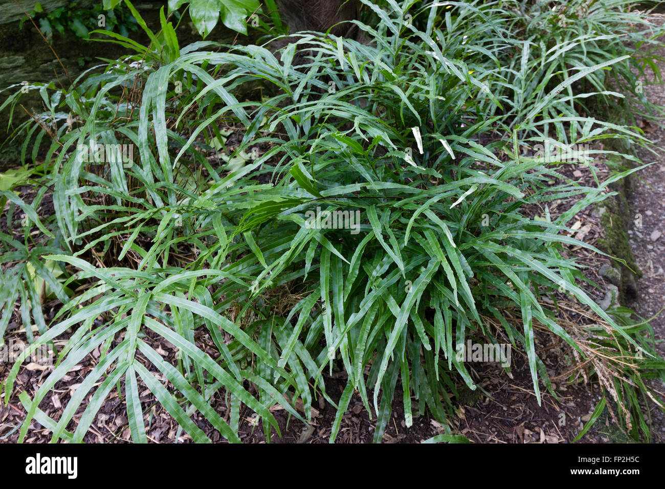 Langen immergrünen Blätter des kretischen Bremse Farn, Pteris Cretica.  Winterhart nur in sehr milden UK Gärten. Stockfoto