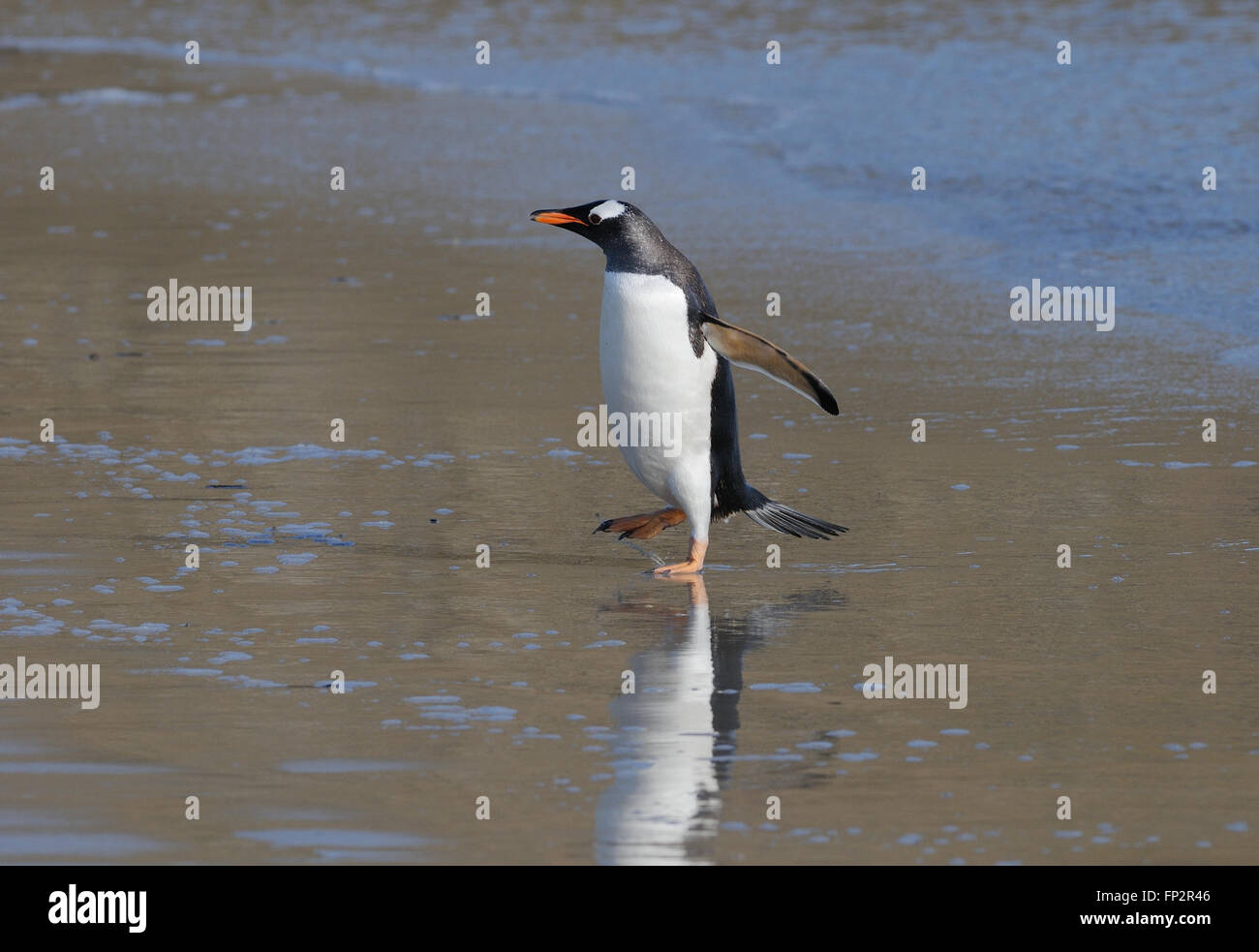 Ein Gentoo Penguin (Pygoscelis Papua) verlässt das Meer und marschiert bis zum Strand in der Nähe seiner Verschachtelung Kolonie auf Saunders Island. Saunde Stockfoto