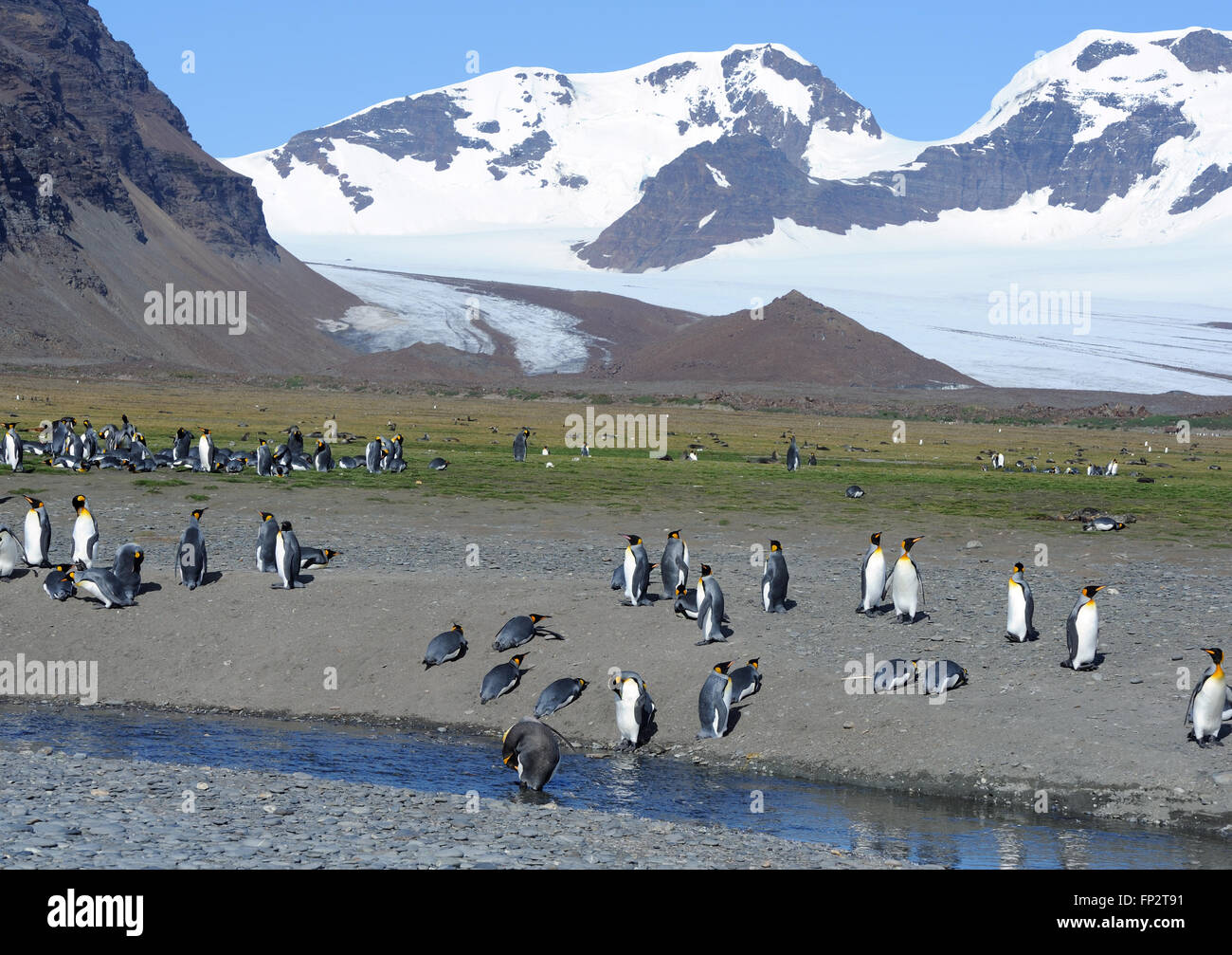 Königspinguine (Aptenodytes Patagonicus) auf Salisbury Plain Stockfoto