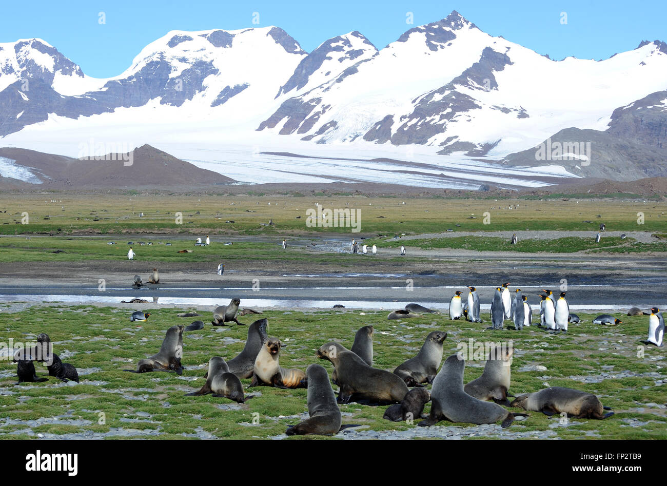 Königspinguine (Aptenodytes Patagonicus) und antarktischen Seebären (Arctocephalus Gazella) auf Salisbury Plain Stockfoto