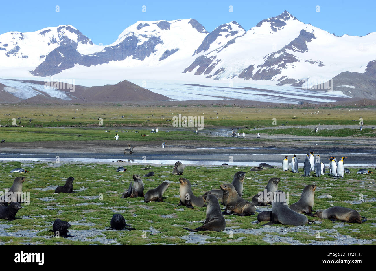 Königspinguine (Aptenodytes Patagonicus) und antarktischen Seebären (Arctocephalus Gazella) auf Salisbury Plain Stockfoto