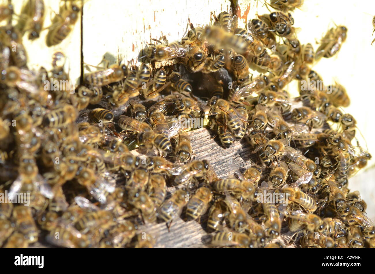 Viele Bienen am Eingang der Bienenstock im Bienenhaus Stockfoto