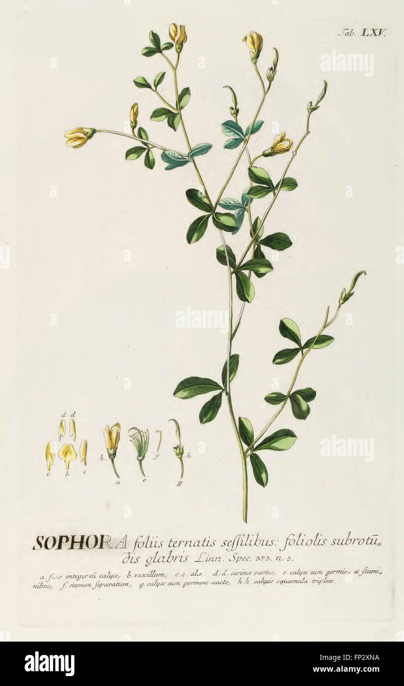 Plantae Selectae Quarum vorstellt n. Exemplaria Naturalia Londini, in Hortis Curiosorum Nutritamanu Artificiosa Doctaque Pinxit G Stockfoto