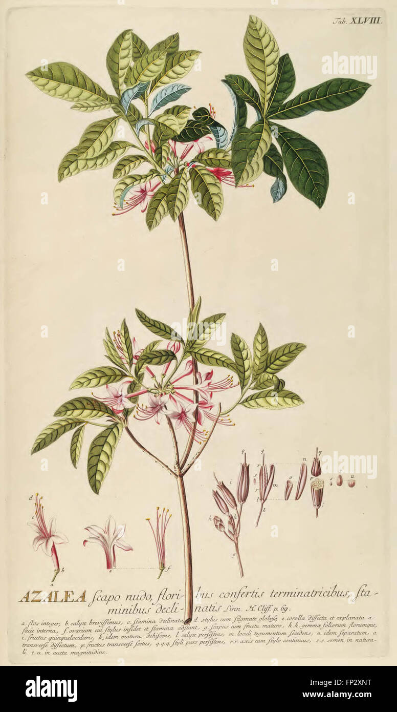 Plantae Selectae Quarum vorstellt n. Exemplaria Naturalia Londini, in Hortis Curiosorum Nutritamanu Artificiosa Doctaque Pinxit G Stockfoto