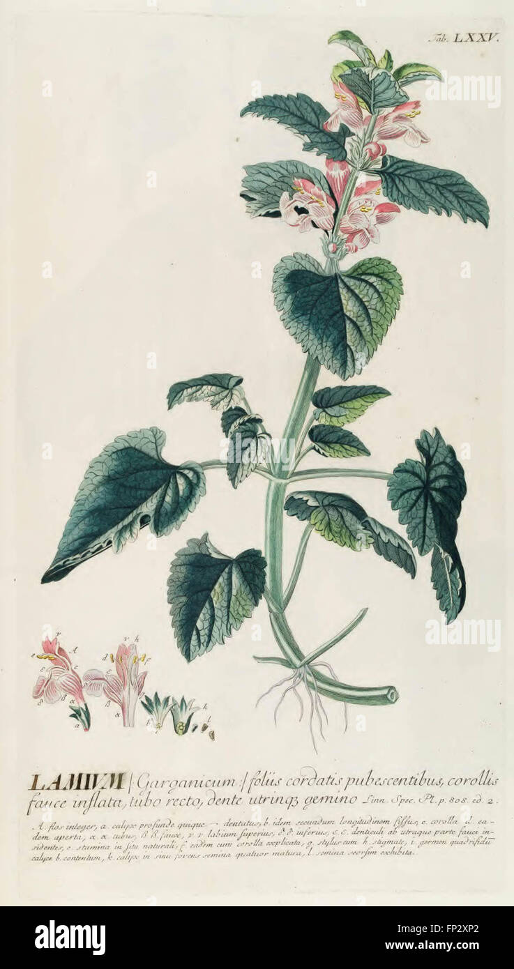 Plantae Selectae Quarum vorstellt n. Exemplaria Naturalia Londini, in Hortis Curiosorum Nutritamanu Artificiosa Doctaque Pinxit G Stockfoto