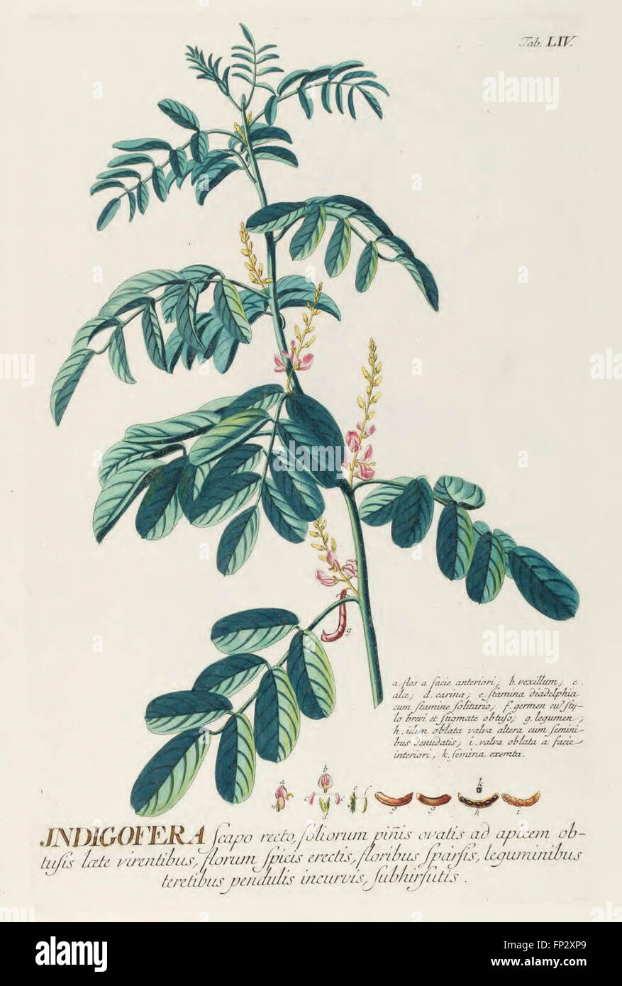 Plantae Selectae Quarum vorstellt n. Exemplaria Naturalia Londini, in Hortis Curiosorum Nutritamanu Artificiosa Doctaque Pinxit G Stockfoto