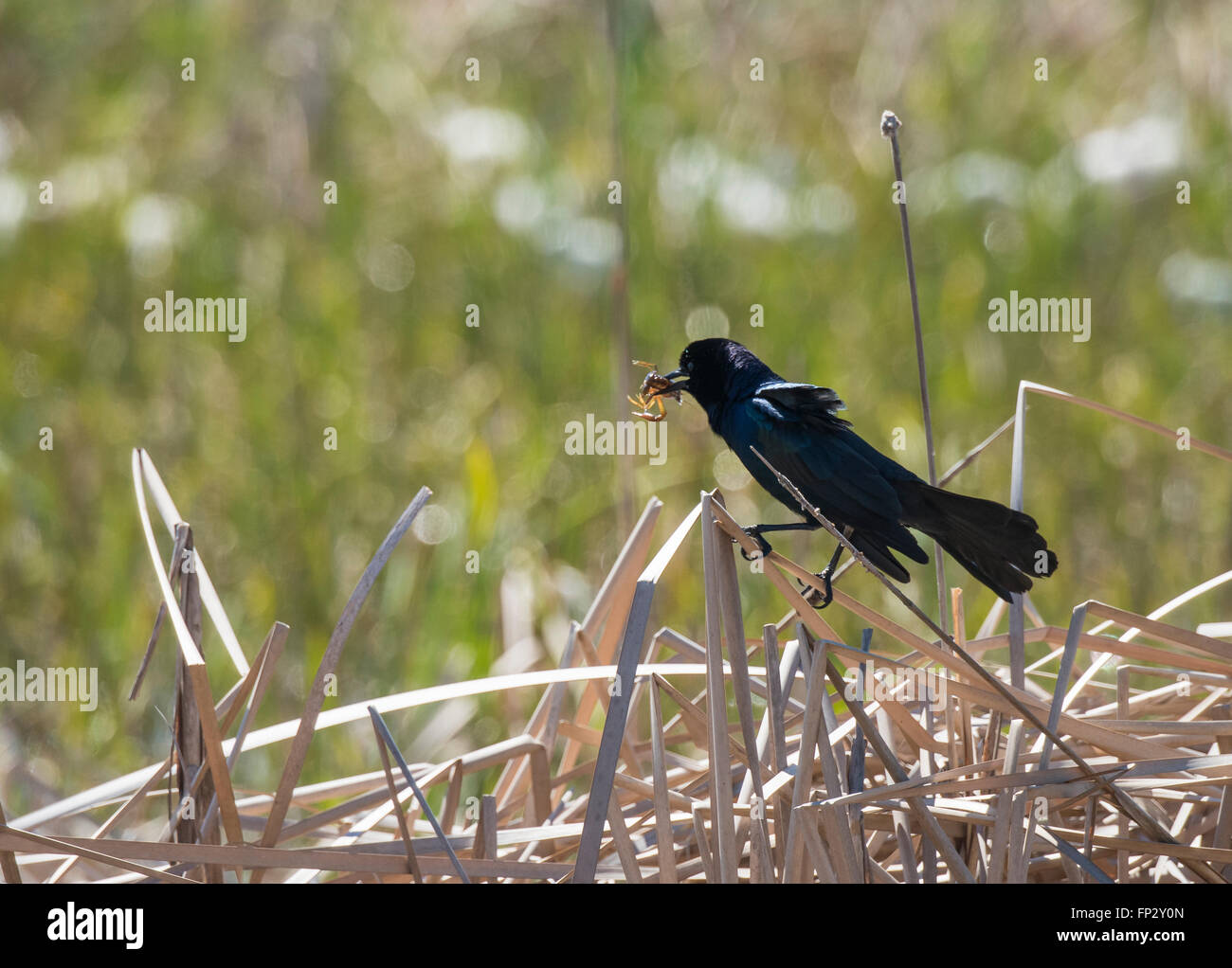 Gemeinsamen Grackle im Flug mit Krebse fangen Stockfoto