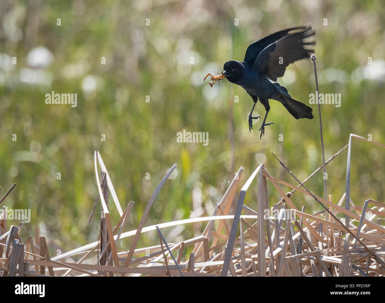 Gemeinsamen Grackle im Flug mit Krebse fangen Stockfoto