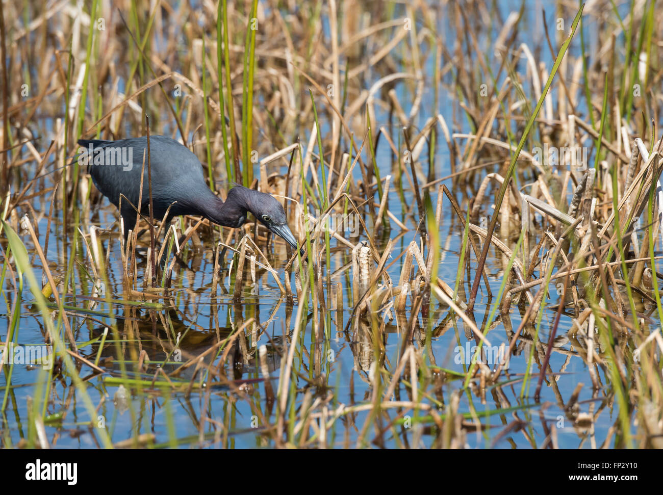 Little Blue Heron aktiv Fütterung im Sumpf Feuchtgebiete Stockfoto