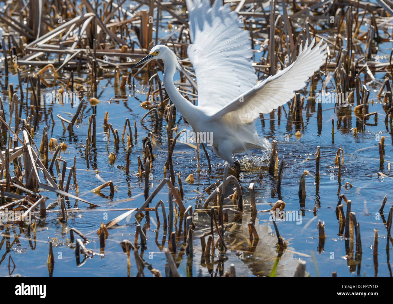 Snowy Egret Fütterung in frischem Wasser Marsh Stockfoto