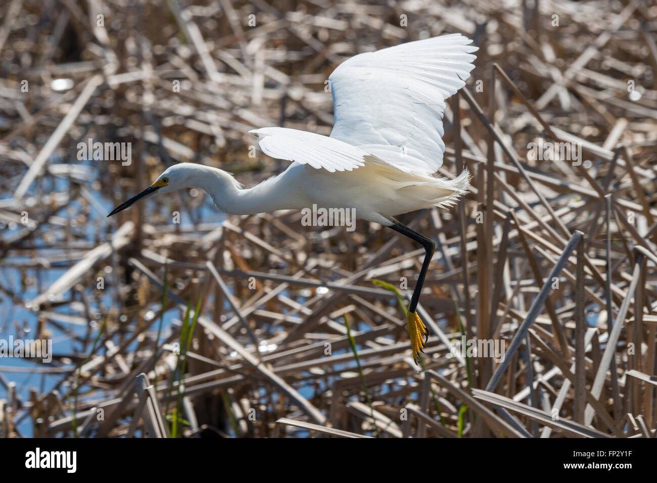 Snowy Egret Fütterung in frischem Wasser Marsh Stockfoto