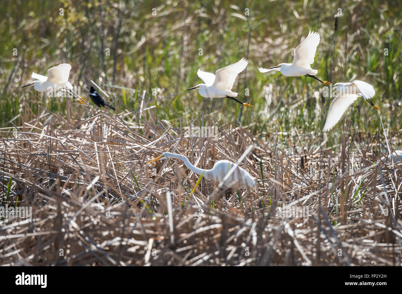Gemeinsamen Egret Fütterung mit verschneiten Efrets im Flug über Freswater marsh Stockfoto