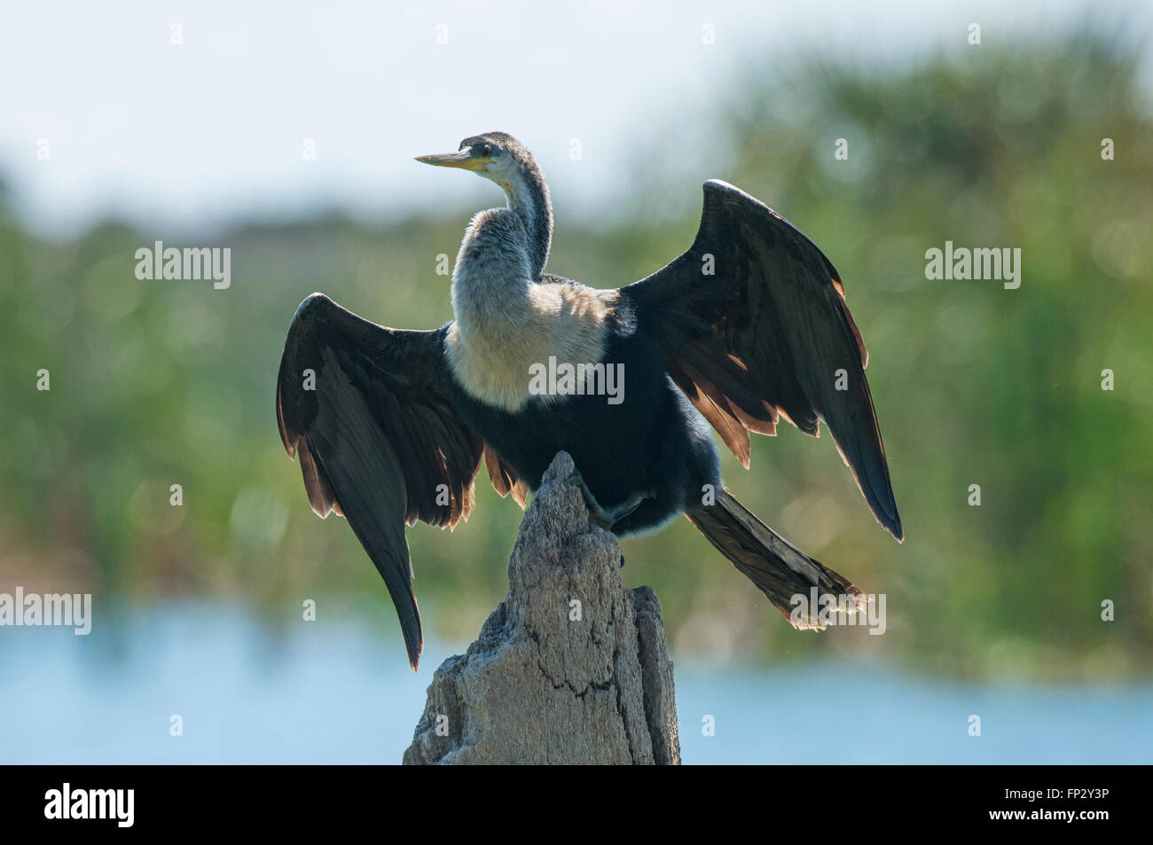 Weibliche Anhinga oder Schlange Vogel sitzend am Haken, die Flügel trocknen, Stockfoto