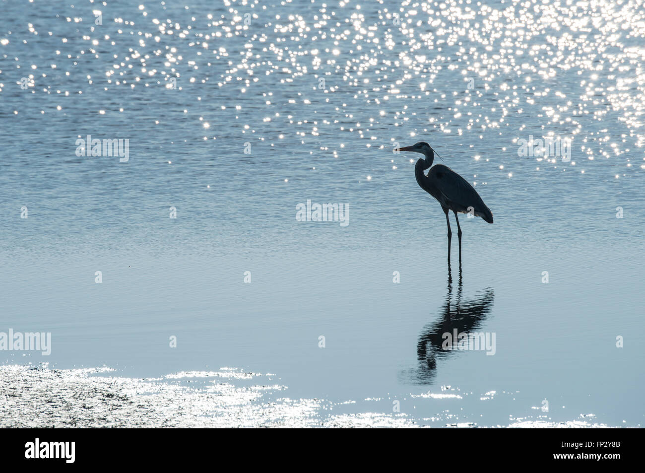 Great Blue Heron waten im seichten Sumpf Wasser bei Merrit Island National WIldlife Refuge Stockfoto