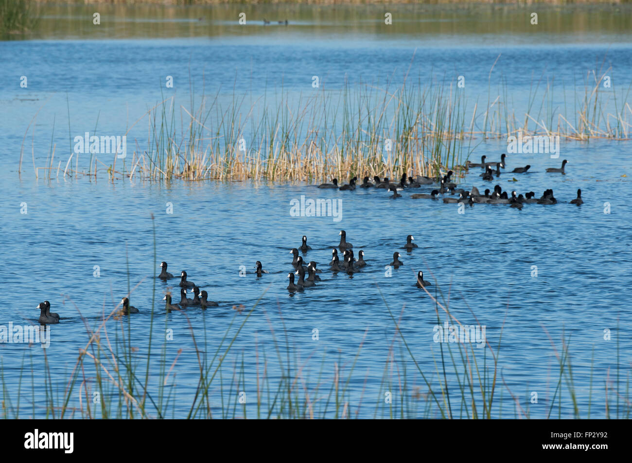 Vogelschwarm Blässhuhn im Sumpf Wasser schwimmen Stockfoto
