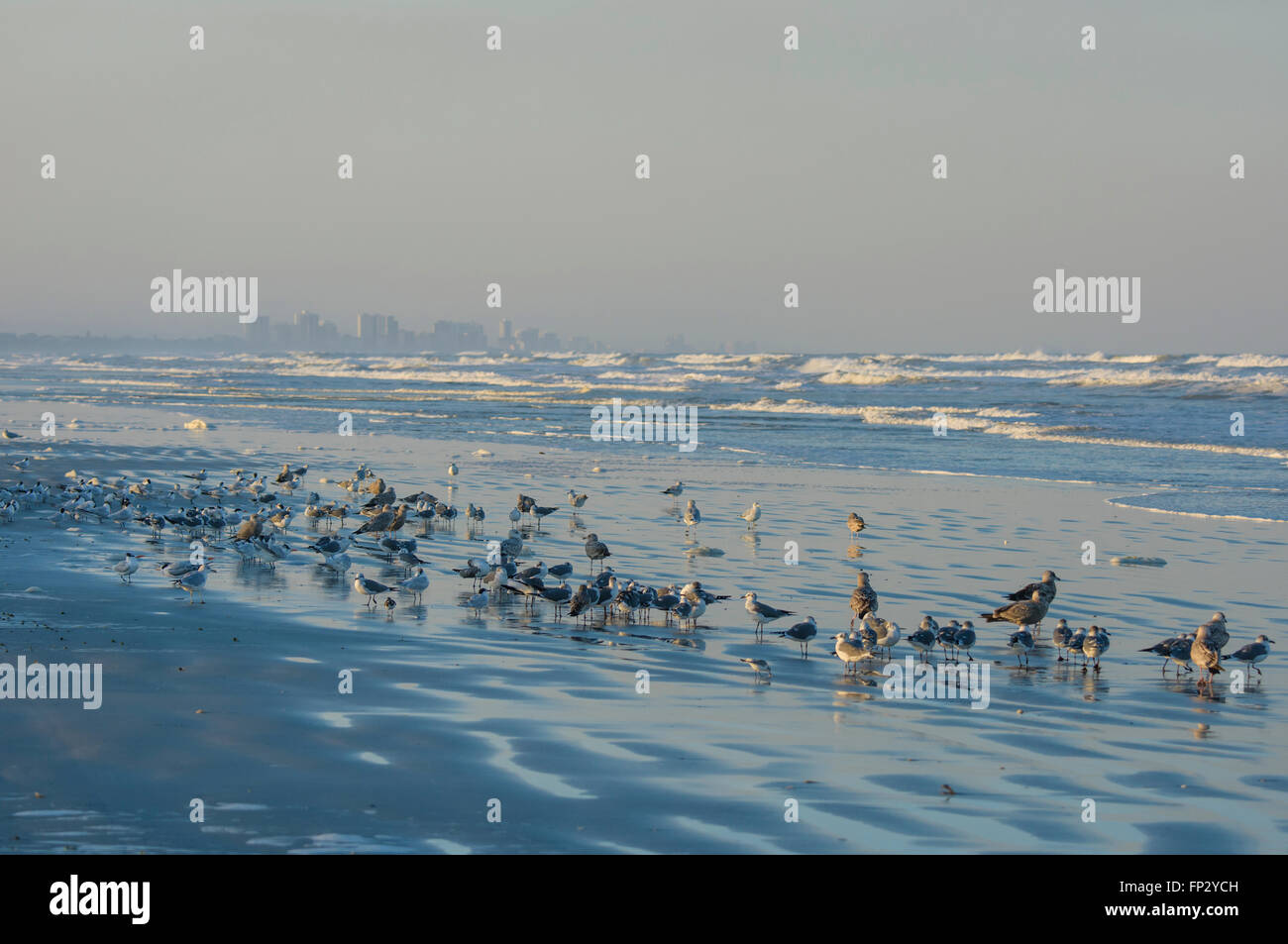 Überwinternde Ufervögel am Strand am Lighthouse Point Park, Ponce Inlet, Volusia County Florida USA. Daytona Beach in Ferne Stockfoto