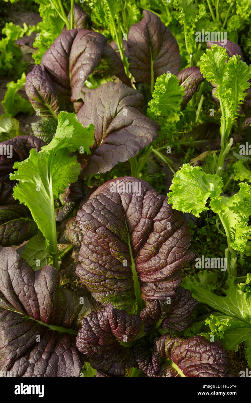 Senfgrüns Stockfoto