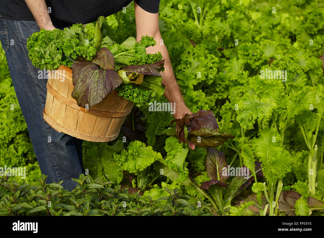 Bauern ernten Grüns Stockfoto