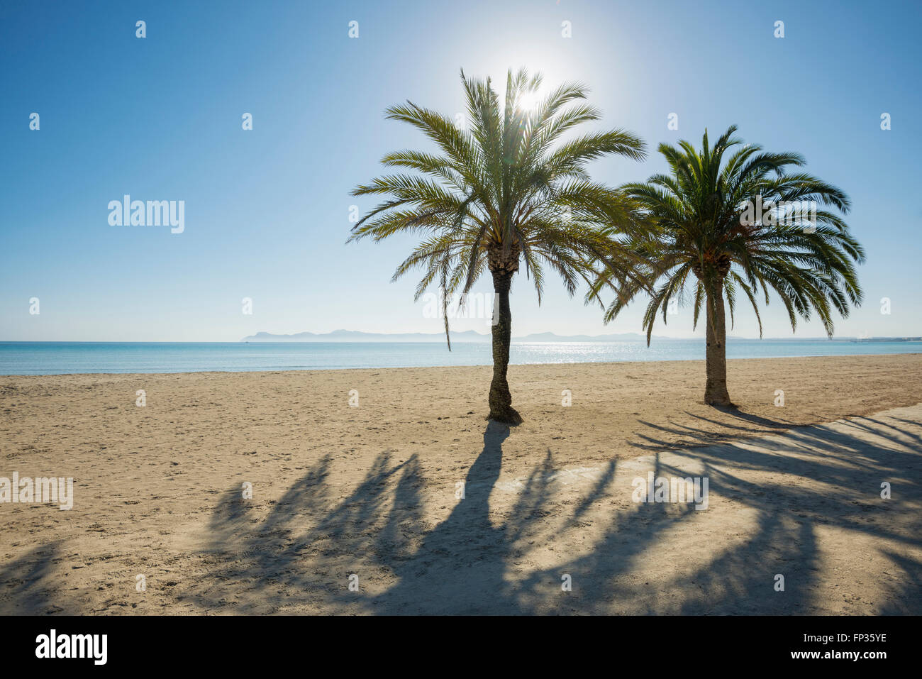 Strand mit Palmen, Can Picafort, Bucht von Alcudia, Mallorca, Balearen, Spanien Stockfoto