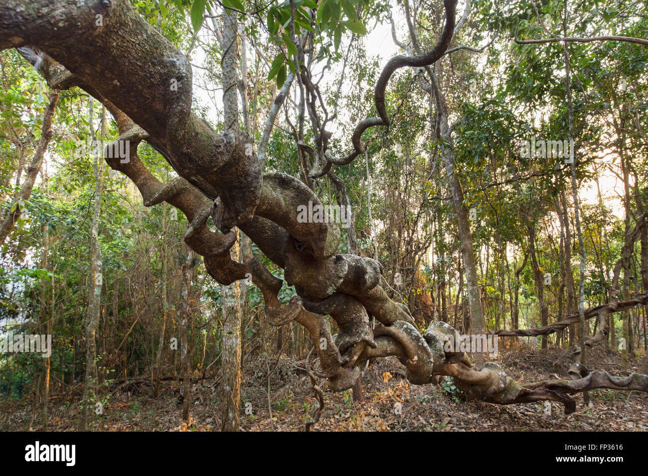 Spirale Wurzeln ein tropischer Baum, Dschungel, Regenwald am Senmonorom, Sen Monorom, Provinz Mondulkiri, Kambodscha Stockfoto