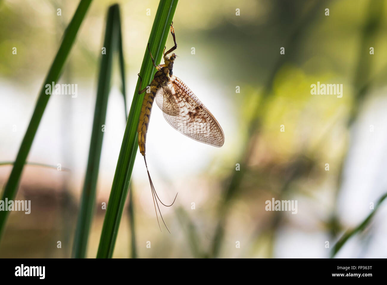 Eintagsfliege (Ephemeroptera), Pupplinger Au, obere Bayern, Bayern, Deutschland Stockfoto