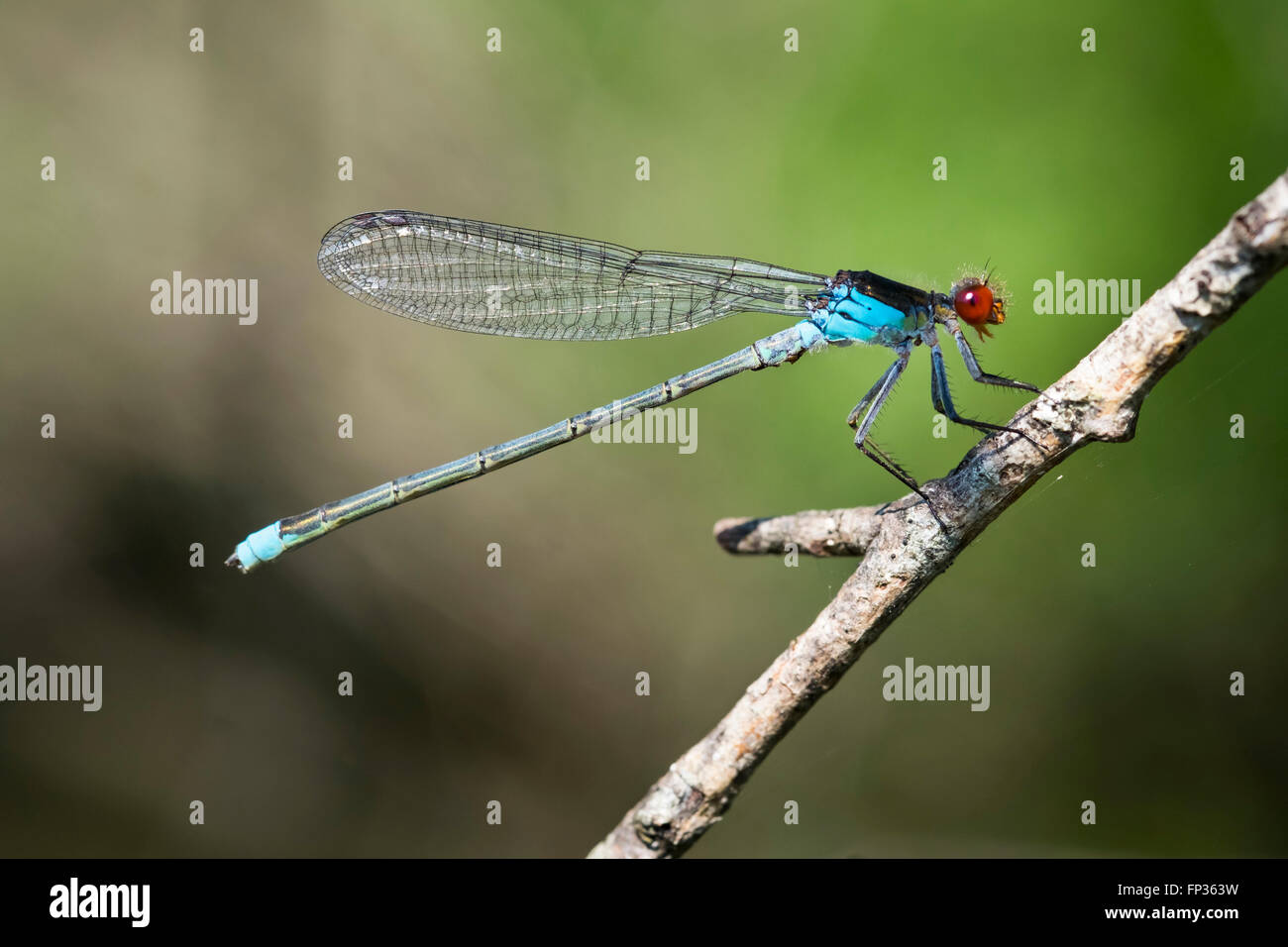 Rotäugigen Damselfly (Erythromma Najas), Männlich, Damselfly, Pupplinger Au, Upper Bavaria, Bavaria, Germany Stockfoto