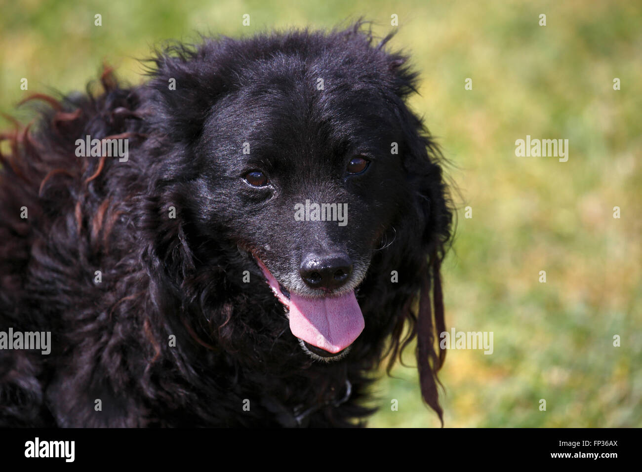 Mudi (Canis Lupus Familiaris), ungarische Rasse des Hundes, Hütehund und fahren Hund für Schafe, Ungarn Stockfoto