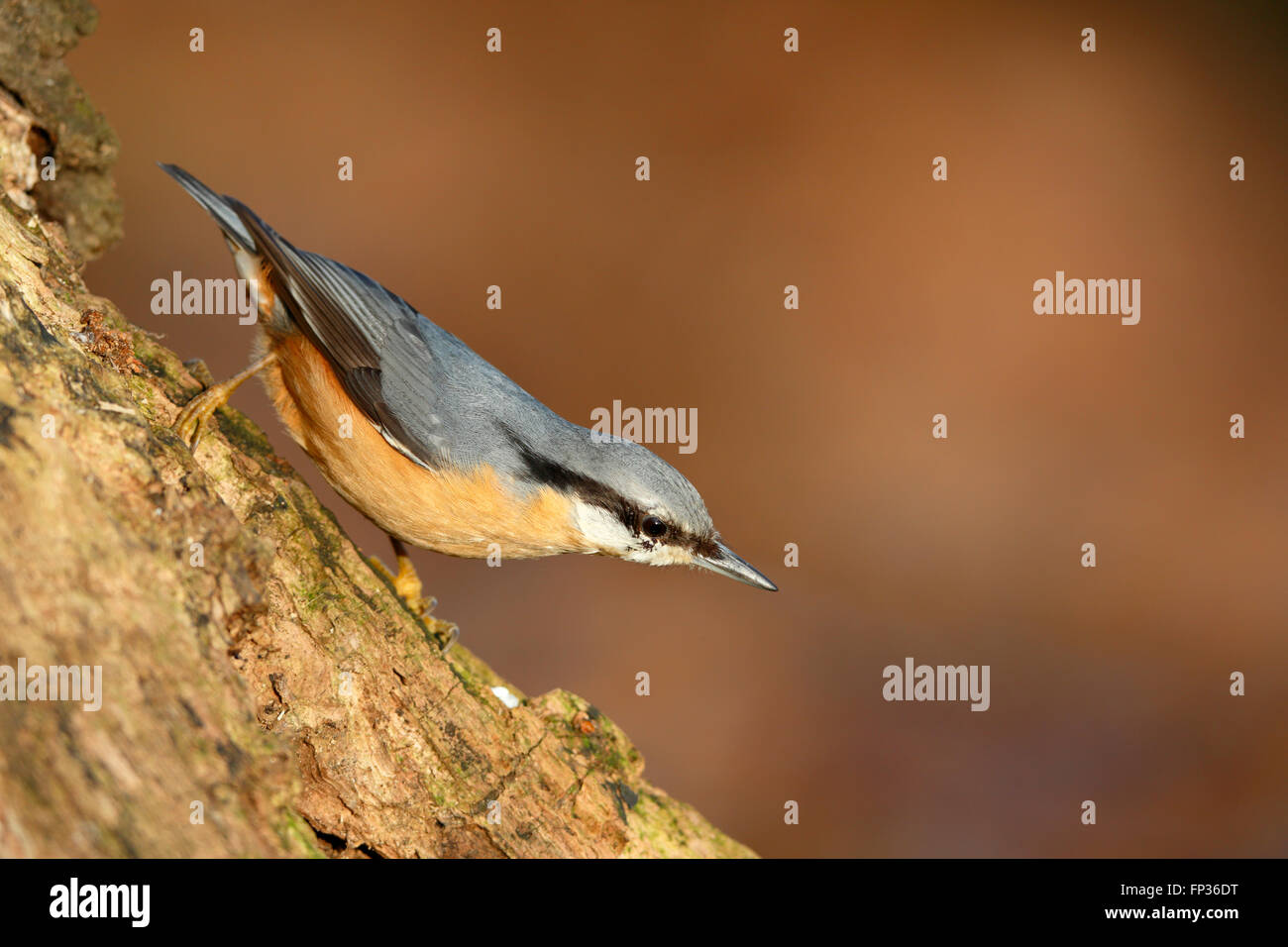 Kleiber (Sitta Europaea) auf einem Baum, mittlere Elbe-Biosphärenreservat, Dessau-Roßlau, Sachsen-Anhalt, Deutschland Stockfoto